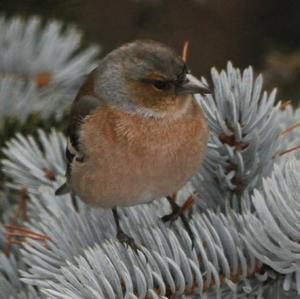 Eurasian Chaffinch