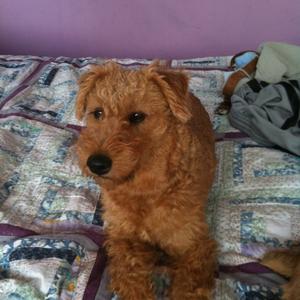 Irish Terrier