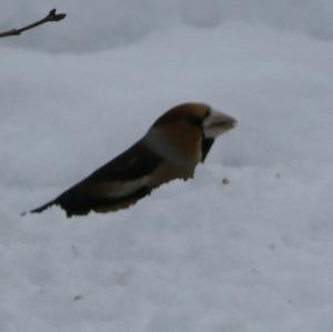 Hawfinch