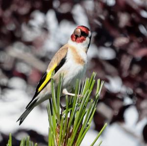 European Goldfinch