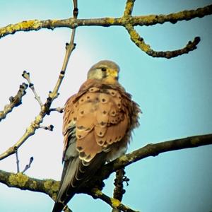 Common Kestrel