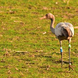 Common Crane