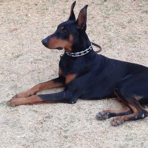 Doberman Pinscher