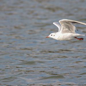 Black-headed Gull