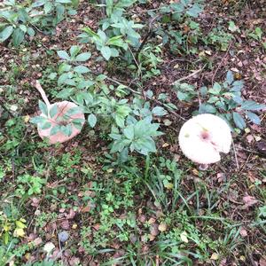 Parasol Mushroom