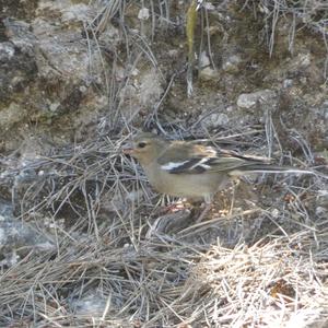 Eurasian Chaffinch