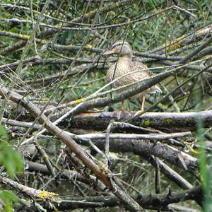 Mallard