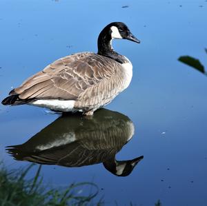 Canada Goose