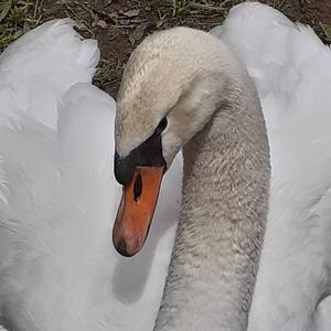 Mute Swan