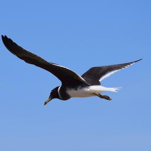 Sooty Gull