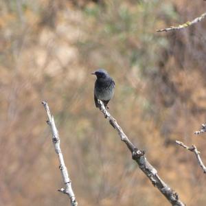 Black Redstart