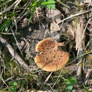 Dryad`s Saddle