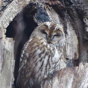 Tawny Owl