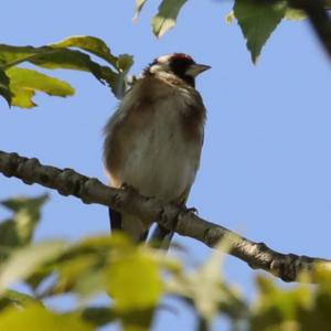 European Goldfinch