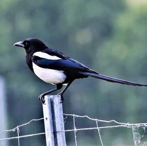 Black-billed Magpie