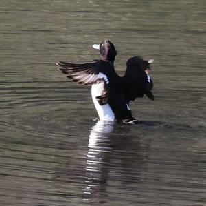 Tufted Duck