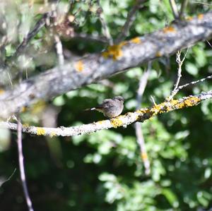 Black Redstart