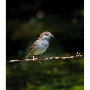 House Sparrow