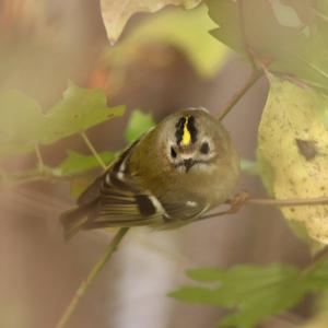 Goldcrest