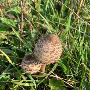 Parasol Mushroom