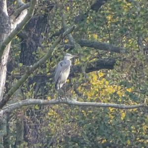 Grey Heron