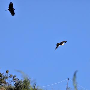 Carrion Crow