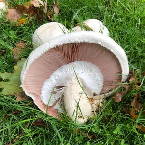 Horse Mushroom