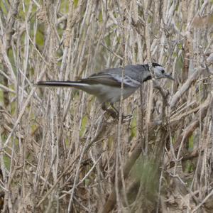 White Wagtail