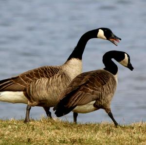 Canada Goose