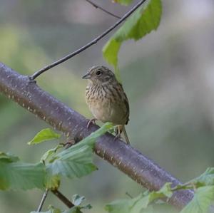 Rock Bunting