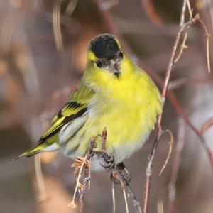 Eurasian Siskin