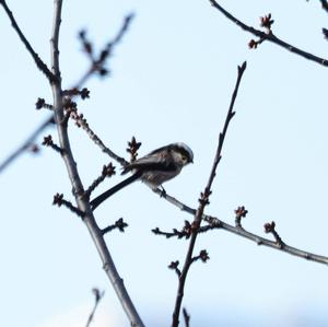 Long-tailed Tit