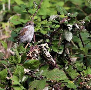 Red-backed Shrike