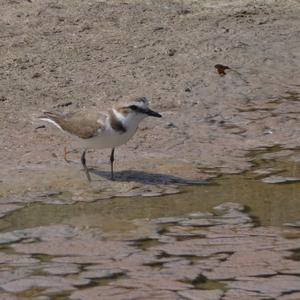 Kentish Plover