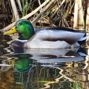 Mallard