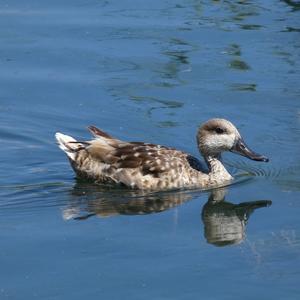 Marbled Teal