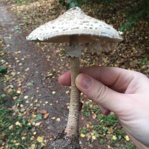 Parasol Mushroom