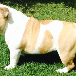 Englische Bulldogge