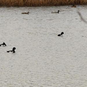 Tufted Duck