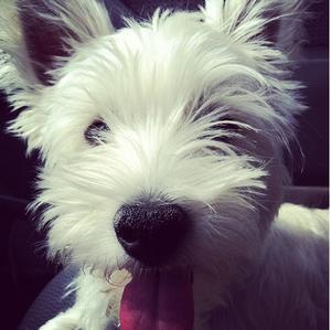 West Highland White Terrier