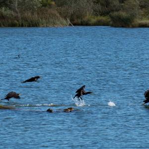 Great Cormorant