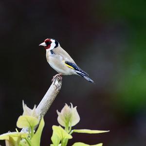 European Goldfinch