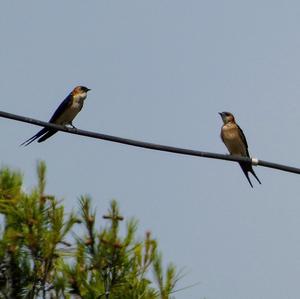 Red-rumped Swallow