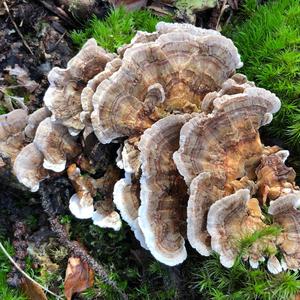 Turkey-tail