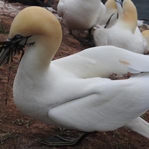 Northern Gannet