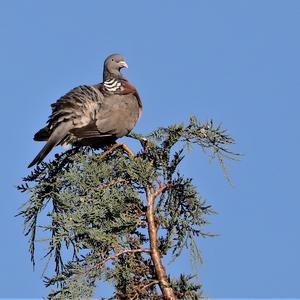 Common Wood-pigeon