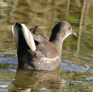 Common Moorhen