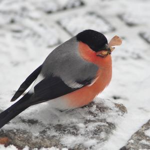 Eurasian Bullfinch