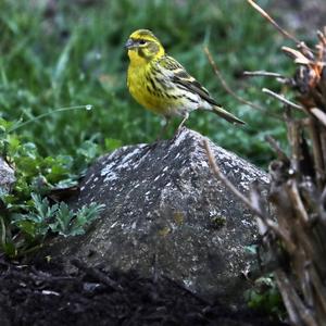 Eurasian Siskin