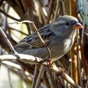 House Sparrow